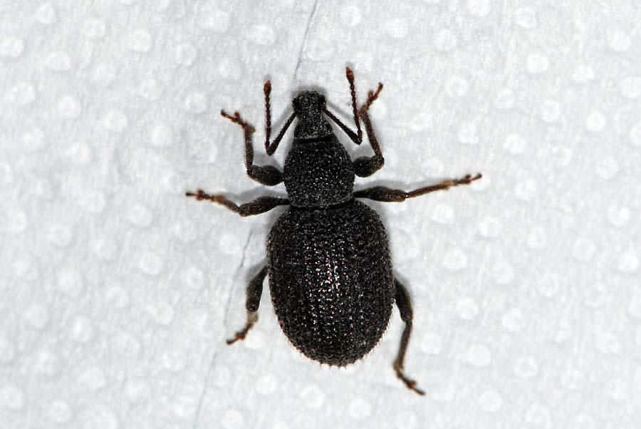 Piccolo Curculionidae da ID. Otiorhynchus